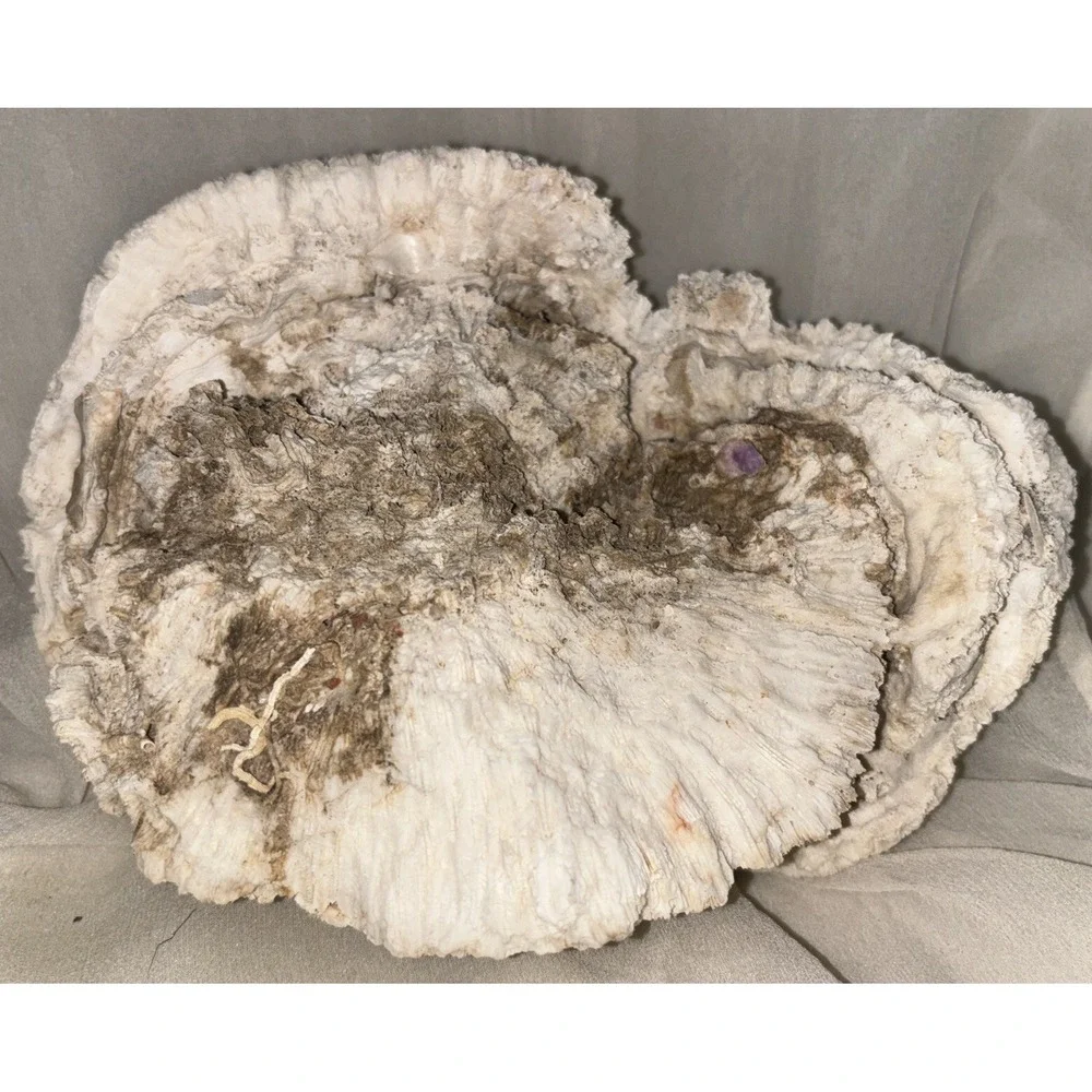 Star Brain Coral Fossil‎ Display/aquarium Decor Piece 6x7x4